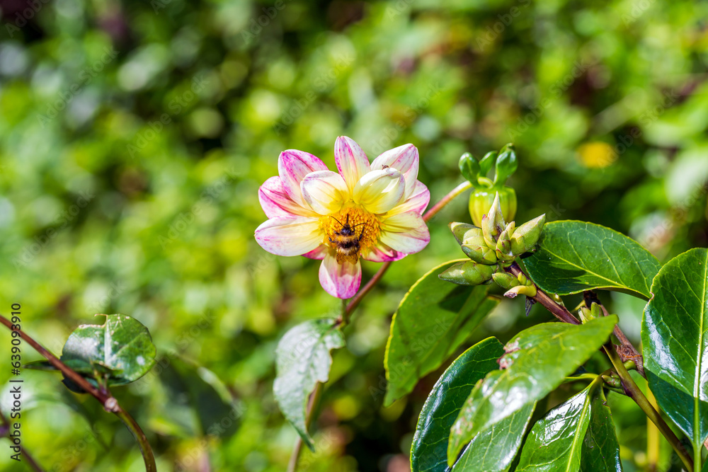 Φωτογραφία Dazzling Dahlia Moonfire Blossom with a Graceful Bee, Vibrant Floral Beauty in F