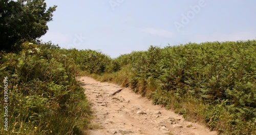 coastal path on the island of Saint Agnes at the Isles of Scilly. photo