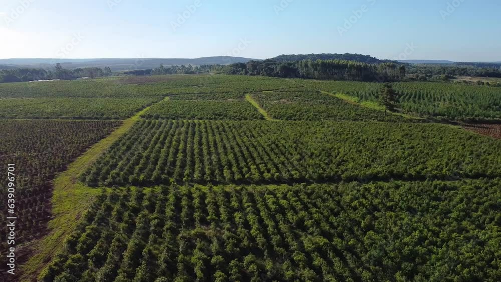 Majestic Yerba Mate Plantation Seen from the Skies, Traditional Drink of Argentina