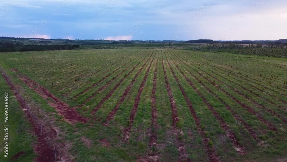 Aerial Tour of Yerba Mate Plantation at Sunset, Apóstoles, Argentina Aerial Tour of Yerba Mate Plantation at Sunset, Apóstoles, Argentina