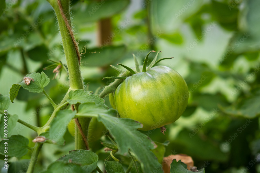 A lot of green tomatoes on a bush in a greenhouse. Tomato plants in greenhouse. Green tomatoes plantation. Organic farming, young tomato plants growth in greenhouse.