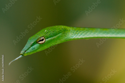 Photo close up Oriental whip snake (Ahaetulla prasina) animal closeup 