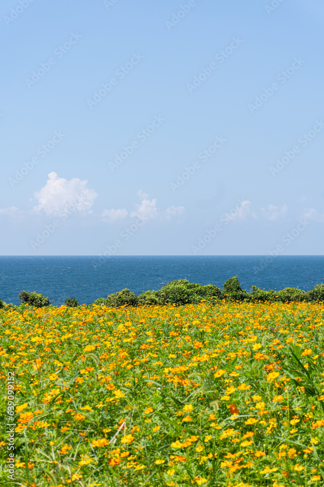 A beautiful, wide field of flowers on a dazzling sunny day
