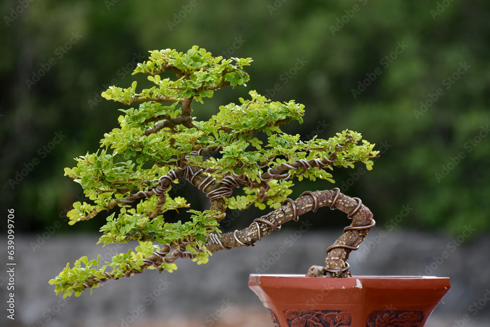 Bonsai Tree,Small Bonsai plant is a miniature art of nature expressed in a small pot and wonderful way to relax after a hard days work,mini bonsai plants is a popular hobby in Asia. Bonsai Tree Concep Bonsai Tree,Small Bonsai plant is a miniature art of nature expressed in a small pot and wonderful way to relax after a hard days work,mini bonsai plants is a popular hobby in Asia. Bonsai Tree Concep