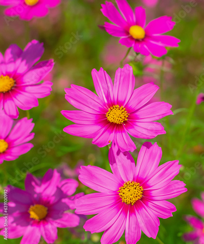 Background fully blooming pink cosmos flowers are shining in the light