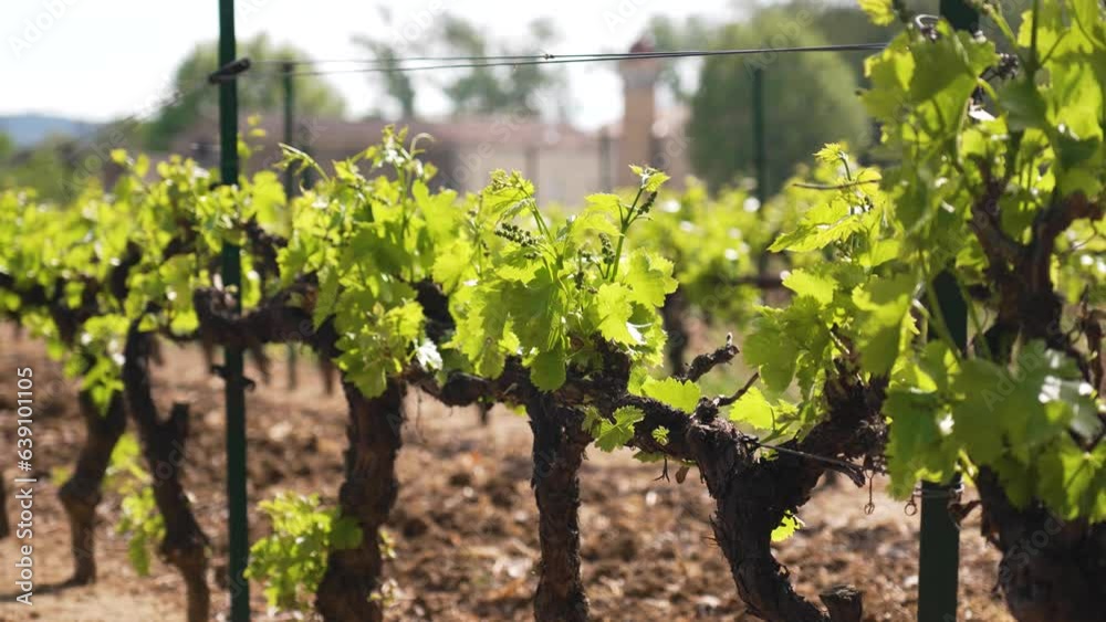 Slow orbiting shot showing juvenile grapevines growing within a vineyard in Nimes Slow orbiting shot showing juvenile grapevines growing within a vineyard in Nimes