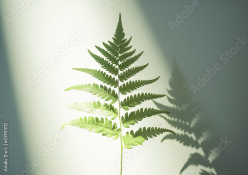 Beautiful fragile New Zealand Fern branch and fond, on a clear background, with dappled light and shadows, and bright sunshine, shot on a macro lens. The fern branch casts a shadow on the wall. © dreamalittledream