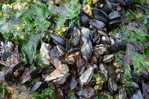 An abstract image of a cluster of black mussels exposed during low tide and covered with green sea weed.
