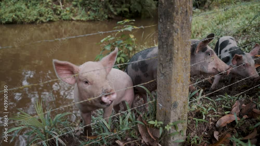 Pigs Behind Barbed Wire Fence By The River. Close Up Pigs Behind Barbed Wire Fence By The River. Close Up