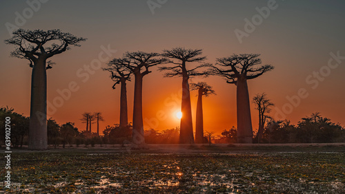 Photo A unique famous Alley of baobabs at sunset