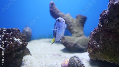 Beautiful fish in the aquarium on decoration of aquatic plants background. Group of sea fishes swim in aquarium.