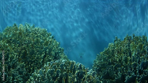 Artificial coral in a large aquarium