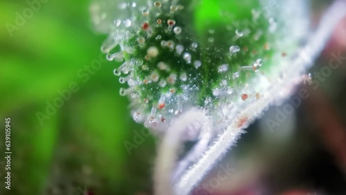 Fresh cannabis bud under microscope