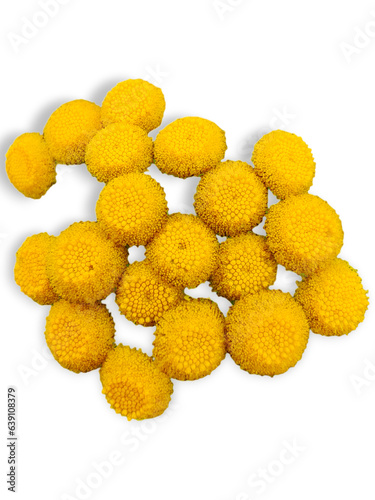 View from above. A cluster of Tansy(medicinal herb flower) isolated on transparent background. Insect Repellent.  photo