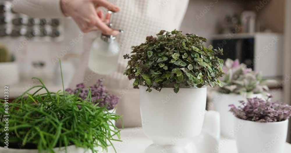 Woman spraying watering callisia Potted house plant in Human like ceramic flower planter