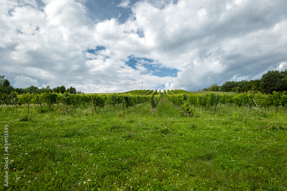 A hill with a vineyard. Blue sky with white clouds. Roztocze, Poland.