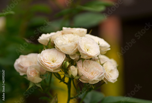 Blooming white roses bush in morning garden. Fresh white flowers blossom in green leaves. natural white roses buds swaying in spring wind in sun light. beautiful fragrant backdrop