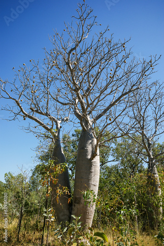 Leafless Boab trees (Adansonia gregorii) with round fruits in Australian outback, Northern Territory, Australia photo