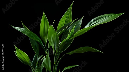 green leaves on black background