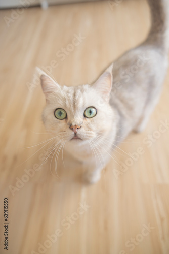 Vertical shot, British Shorthair cat looking at the camera. Cute kitten pet, soft fur, gray white. © TripleP Studio