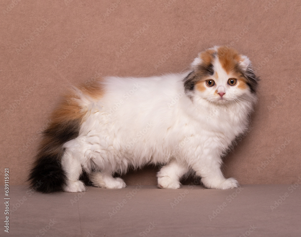 British fold kitten.
Little purebred kitten.
Beautiful british longhair cat.
Incredibly beautiful kitten British fold kitten.
Little purebred kitten.
Beautiful british longhair cat.
Incredibly beautiful kitten