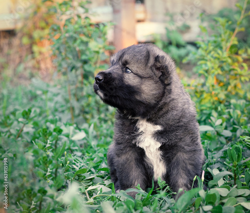 Cute caucasian shepherd puppy.
A small puppy that looks like a bear cub.
Little Caucasian Shepherd.
Funny puppy sits in the grass