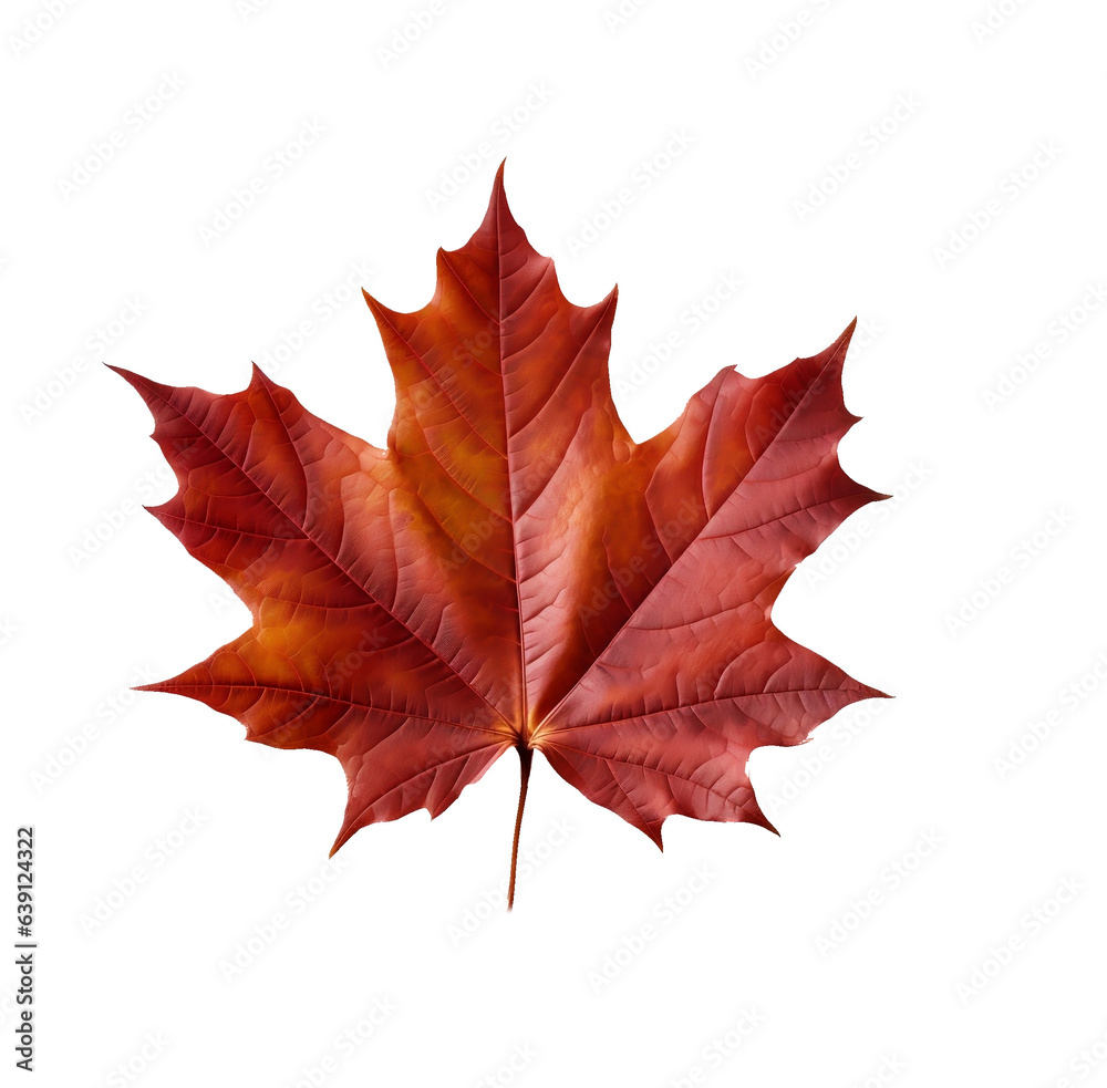 Macro shot of a beautiful colored maple leaf.