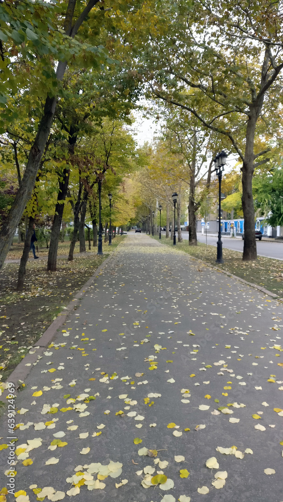 Obraz premium trees with golden and green leaves grow in an alley in the park in the city