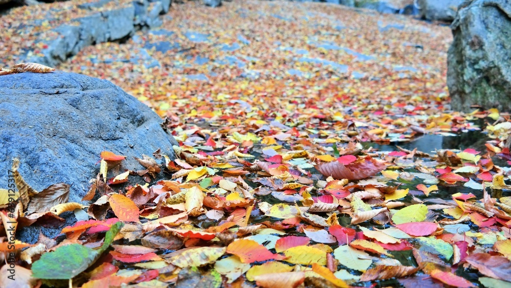 Beautiful autumn leaves in Korea