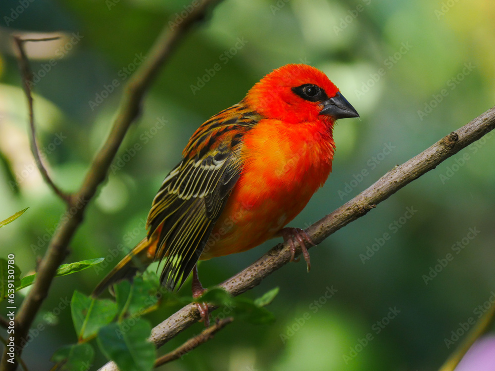 Intense red bird perching in green environment 