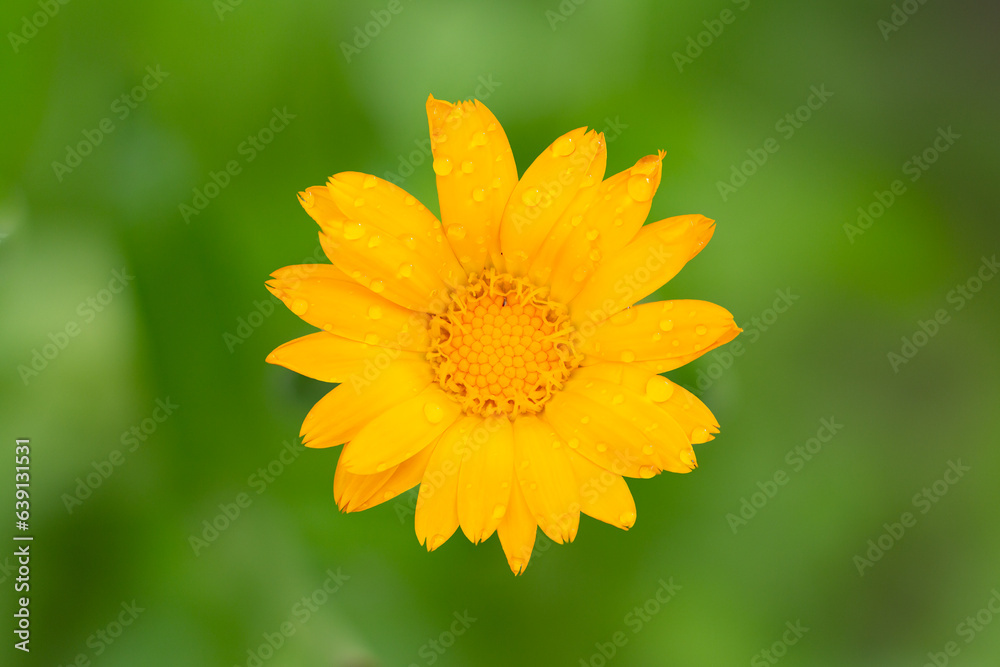 Summer background with marigold flower in sunlight. Summer background with marigold flower in sunlight.
