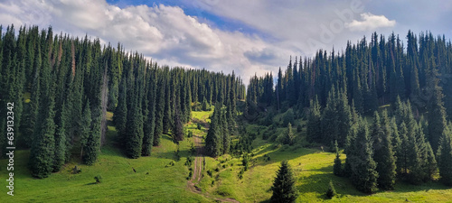 panorama of the forest