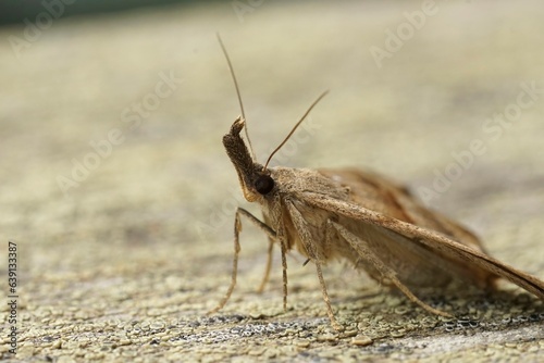 Closeup on the brown snout moth, Hypena proboscidalis sitting on wood