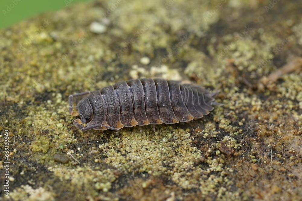 Closeup on a grey colored Ratzeburg's Woodlouse, Trachelipus ratzeburgii , sitting on wood Closeup on a grey colored Ratzeburg's Woodlouse, Trachelipus ratzeburgii , sitting on wood