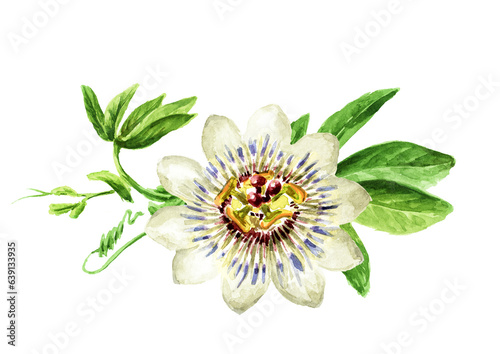 Passiflora Tropical  climbing plant  Passion flower with leaves.  Hand drawn watercolor illustration isolated on white background