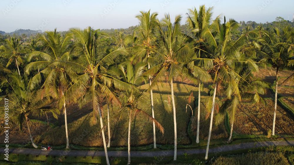 Palm Tree Warm Drone Shot Palm Tree Warm Drone Shot