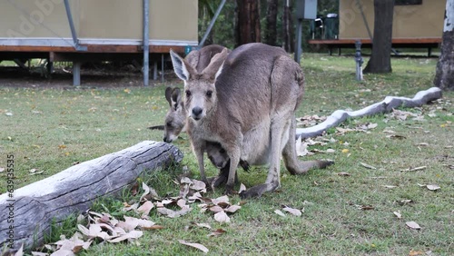 A mother Kangaroo feeds on grass near camping tents with a baby Joey in her pouch. Natural animal behaviour view.
