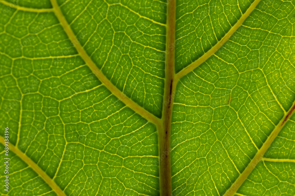 Fototapeta premium Micro close up of green leaf and copy space