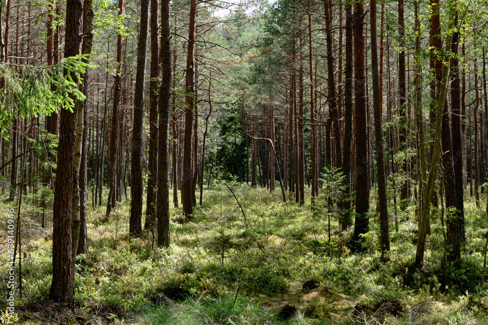 A fragment of a coniferous forest partially overgrown with green leaves