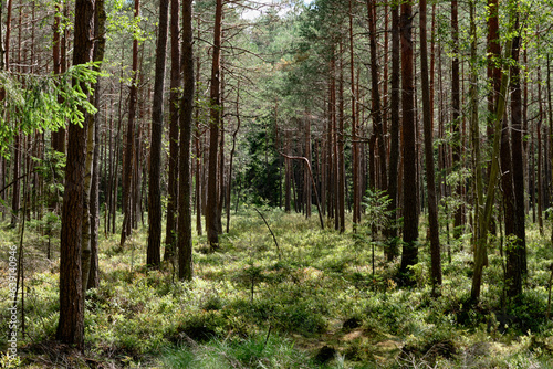 A fragment of a coniferous forest partially overgrown with green leaves