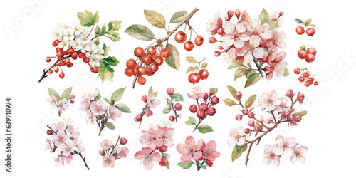 Watercolor blossom hawthorn clipart for graphic resources photo