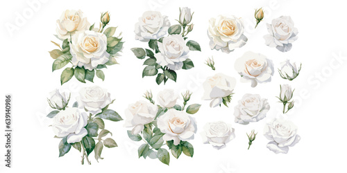 watercolor white rose clipart for graphic resources © Dgillustration12u