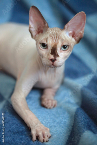 Portrait of cute sphinx cat