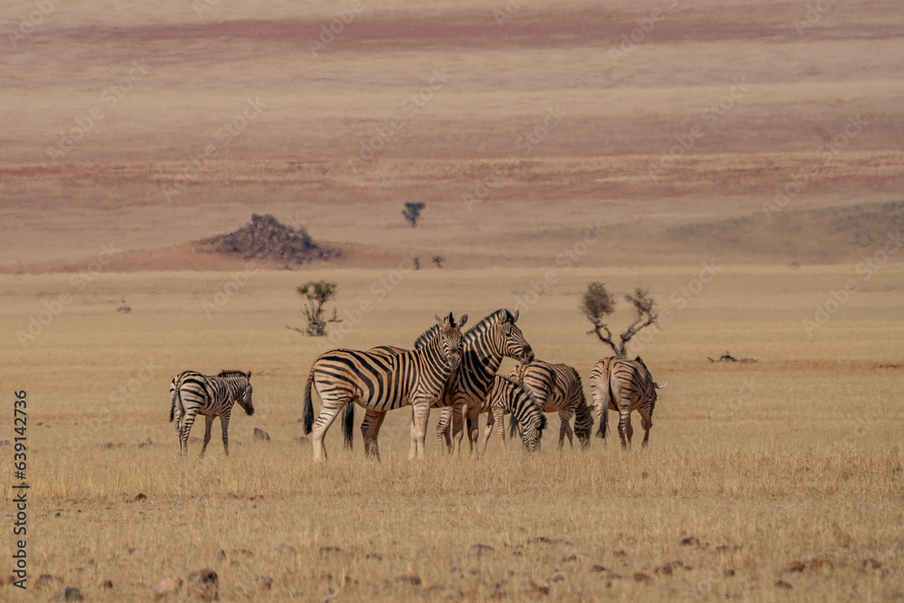 Obraz premium A herd of Steppe Zebras (Equus quagga) grazing in the Namibian desert.