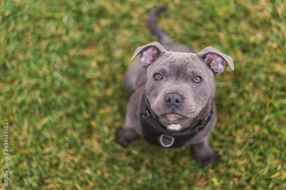 Adorable Close-up of Blue Staffy DogEnglish Staffordshire Bull Terrier Adorable Close-up of Blue Staffy DogEnglish Staffordshire Bull Terrier