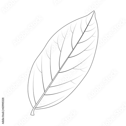 Laurus nobilis. Bay leaf, black and white illustration.