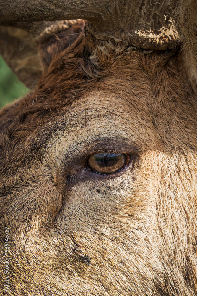 Gros plan sur un cerf