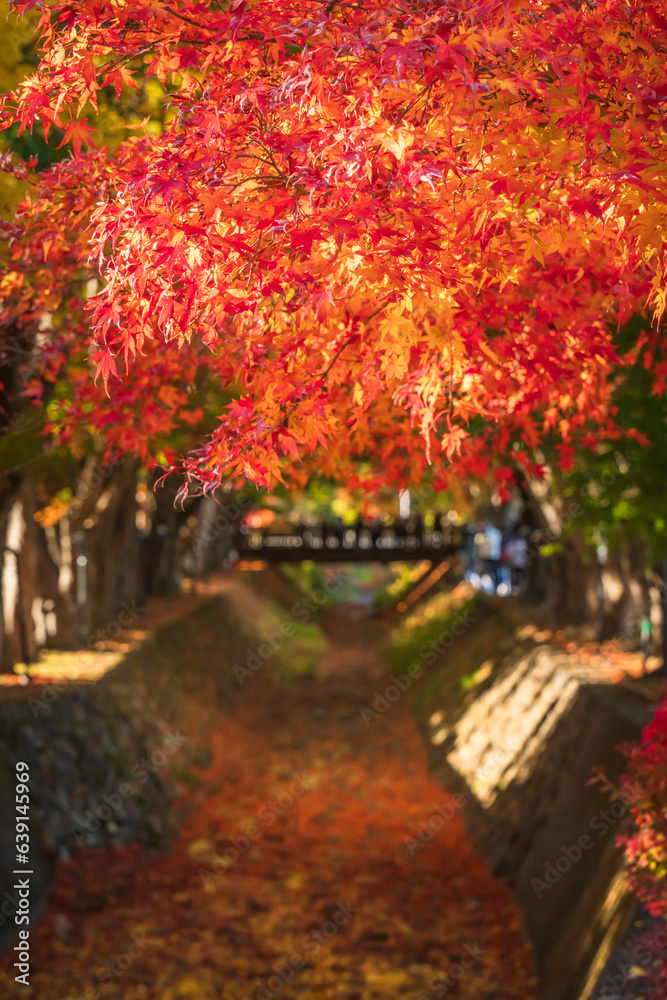 富士河口湖もみじ回廊の紅葉【山梨県・富士河口湖町】
Japanese Maple Corridor in Yamanashi 富士河口湖もみじ回廊の紅葉【山梨県・富士河口湖町】
Japanese Maple Corridor in Yamanashi