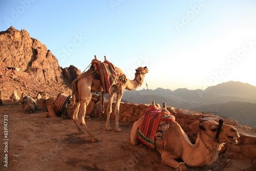 sunrise sky camels enjoy the amazing view in the rocky desert at mount sinai  © yannis