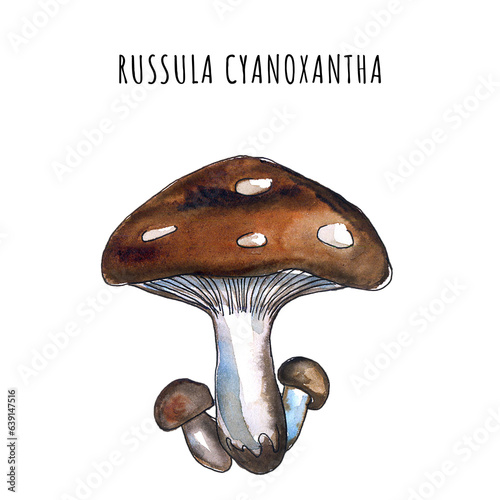 Watercolor mushroom illustration , isolate on white background ,hand draw sketch for different design uses like a biology book, posters , cards infographic and other uses.